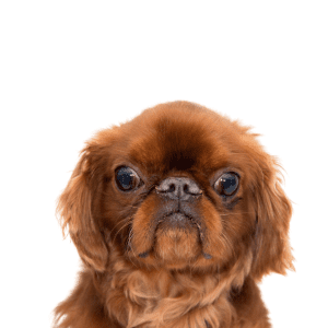 English Toy Spaniel