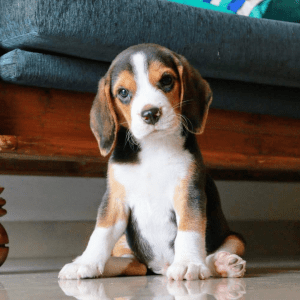 Beagle Puppy