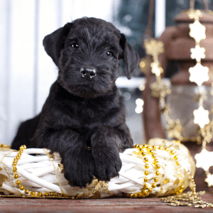 Giant Schnauzer