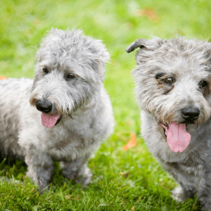 Glen of Imaal Terrier