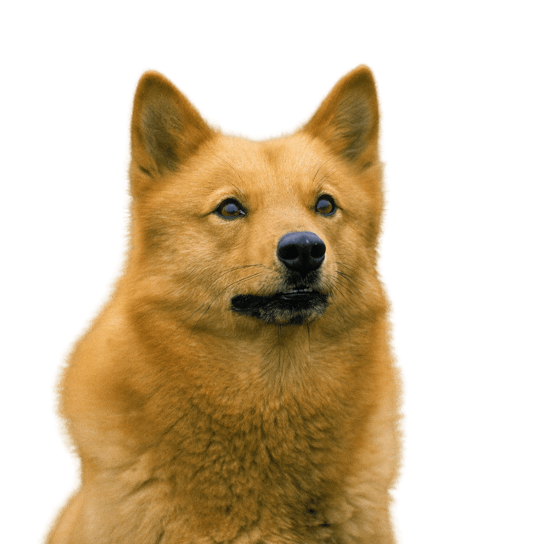 Finnish Spitz
