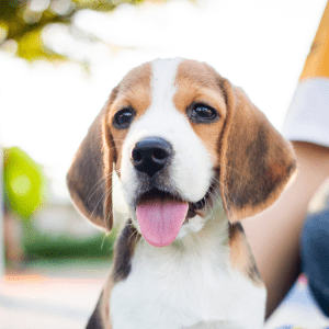 Beagle