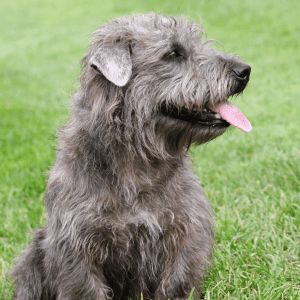 Glen of Imaal Terrier