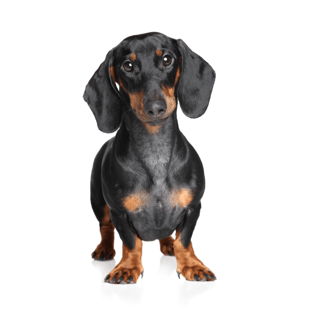 Dachshund