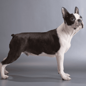 Boston Terrier