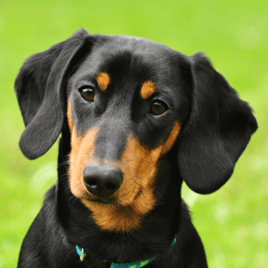 Dachshund