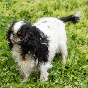 English Toy Spaniel