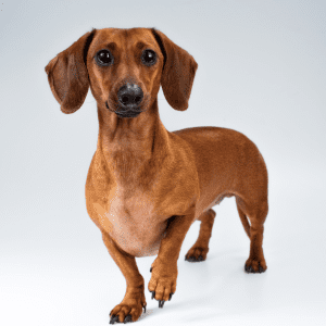 Dachshund