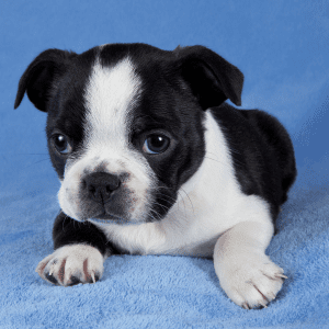 Boston Terrier Puppy