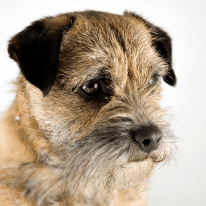 Border Terrier