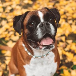 Boxer Dog