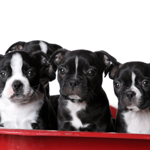 Boston Terrier Puppy