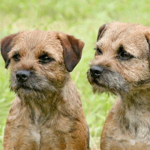 Border Terrier