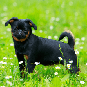 Brussels Griffon Puppy