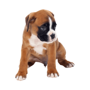 Boxer Puppy