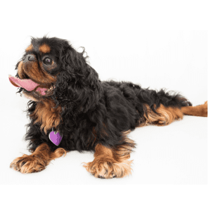 English Toy Spaniel