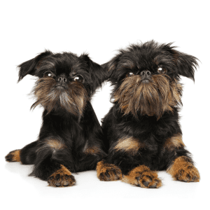 Brussels Griffon