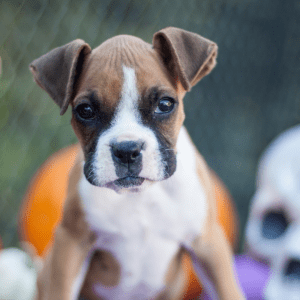 Boxer Dog Puppy