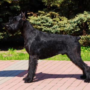 Giant Schnauzer