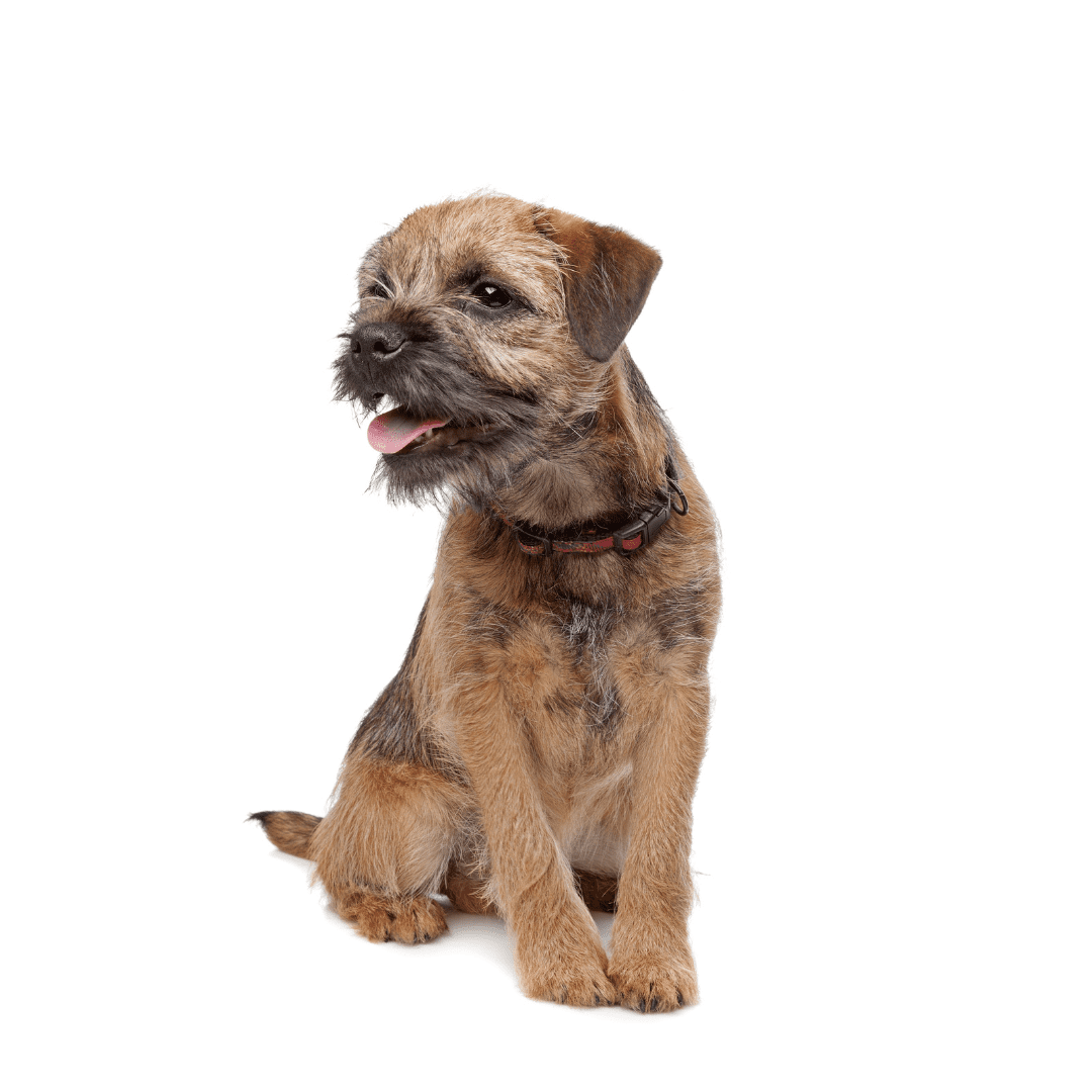 Border Terrier