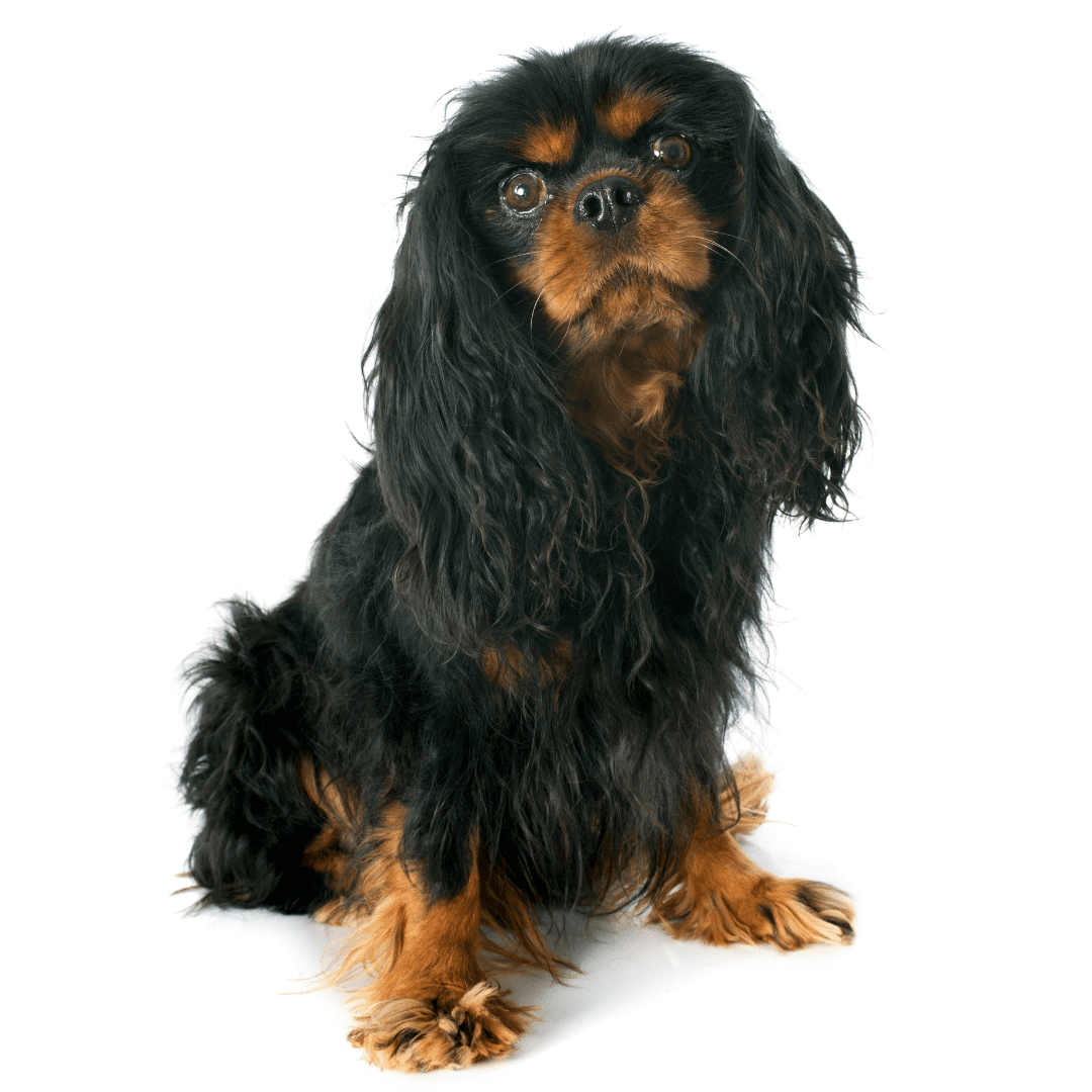 English Toy Spaniel