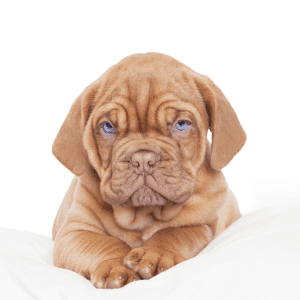 Dogue De Bordeaux Puppy