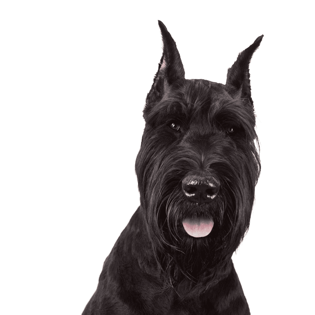 Giant Schnauzer