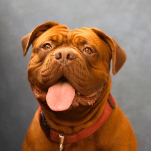 Dogue De Bordeaux