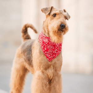 Airedale Terrier