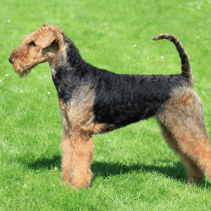 Airedale Terrier