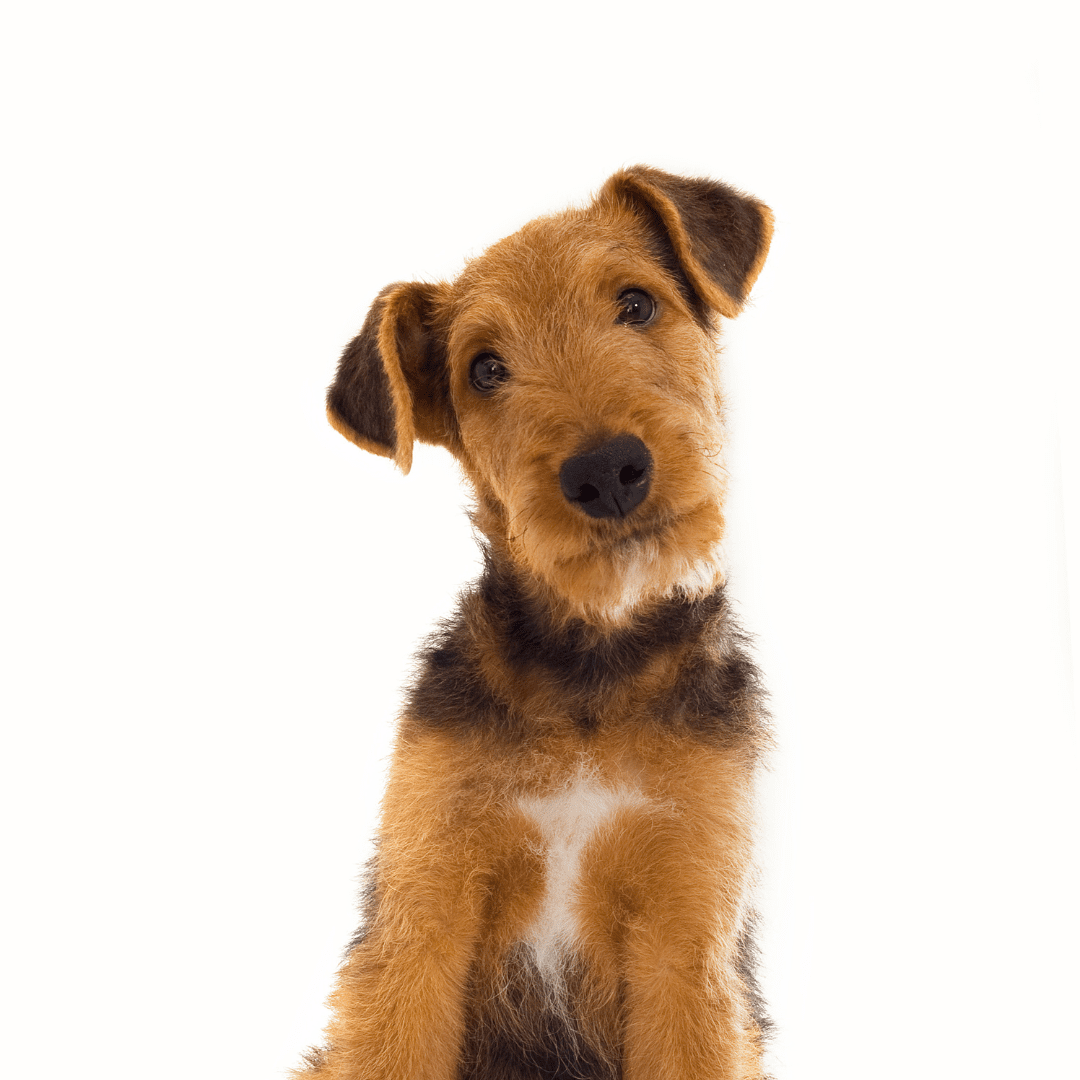 Airedale Terrier