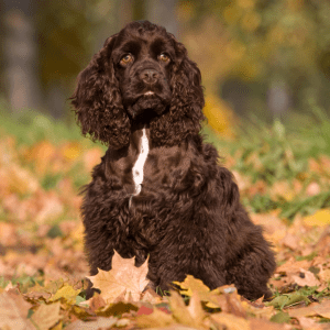 American Cocker Spaniel