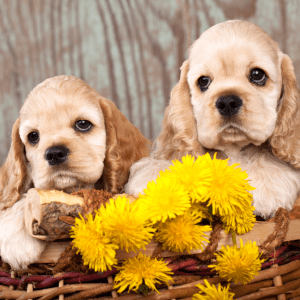 American Cocker Spaniel