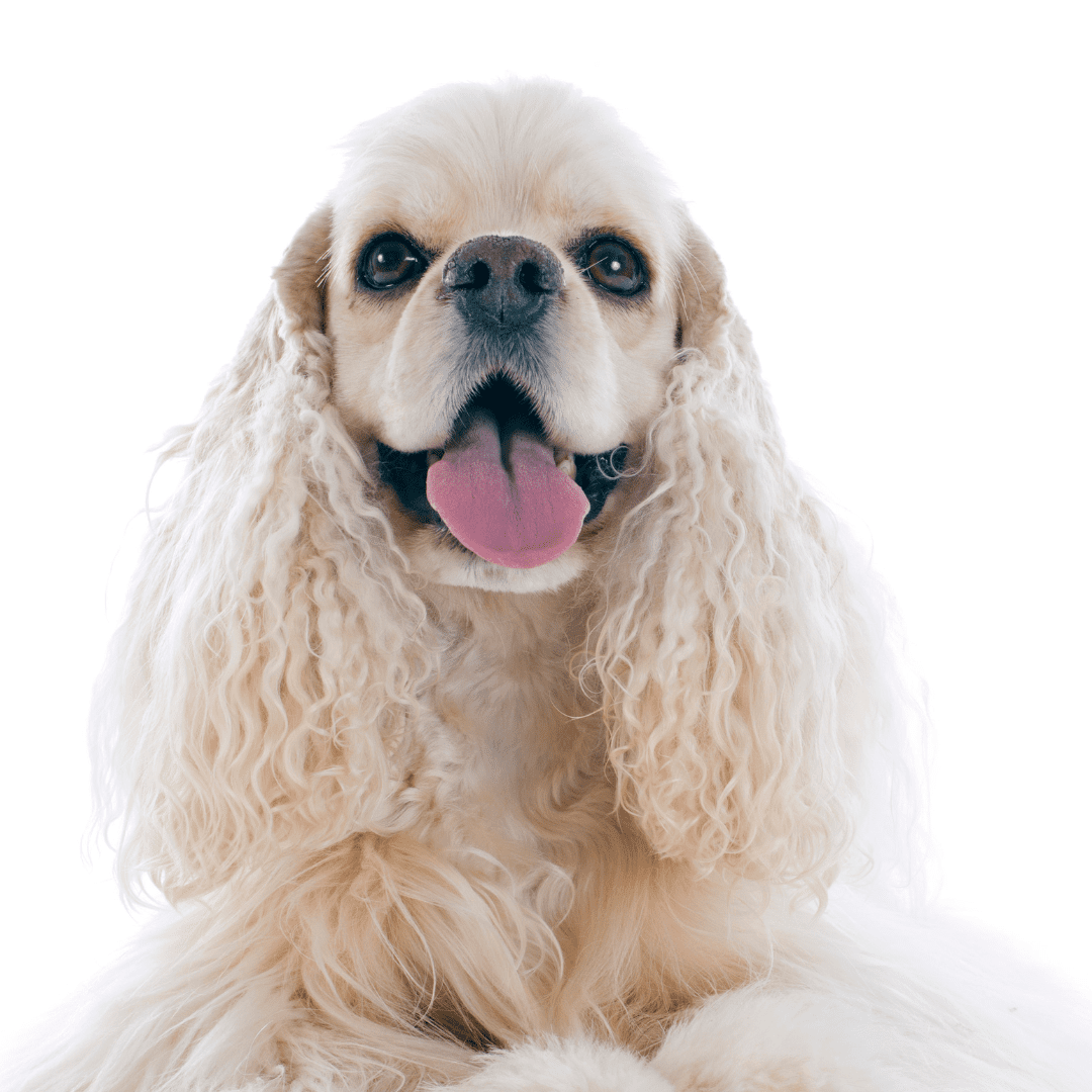 American Cocker Spaniel