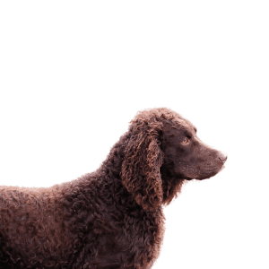 American Water Spaniel