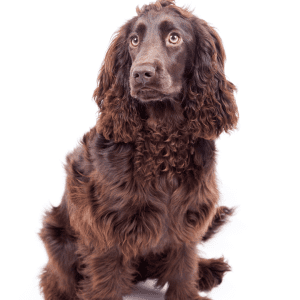 American Water Spaniel