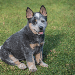 Australian Cattle Dog