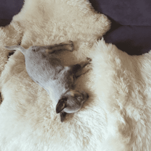 Australian Cattle Dog Puppy