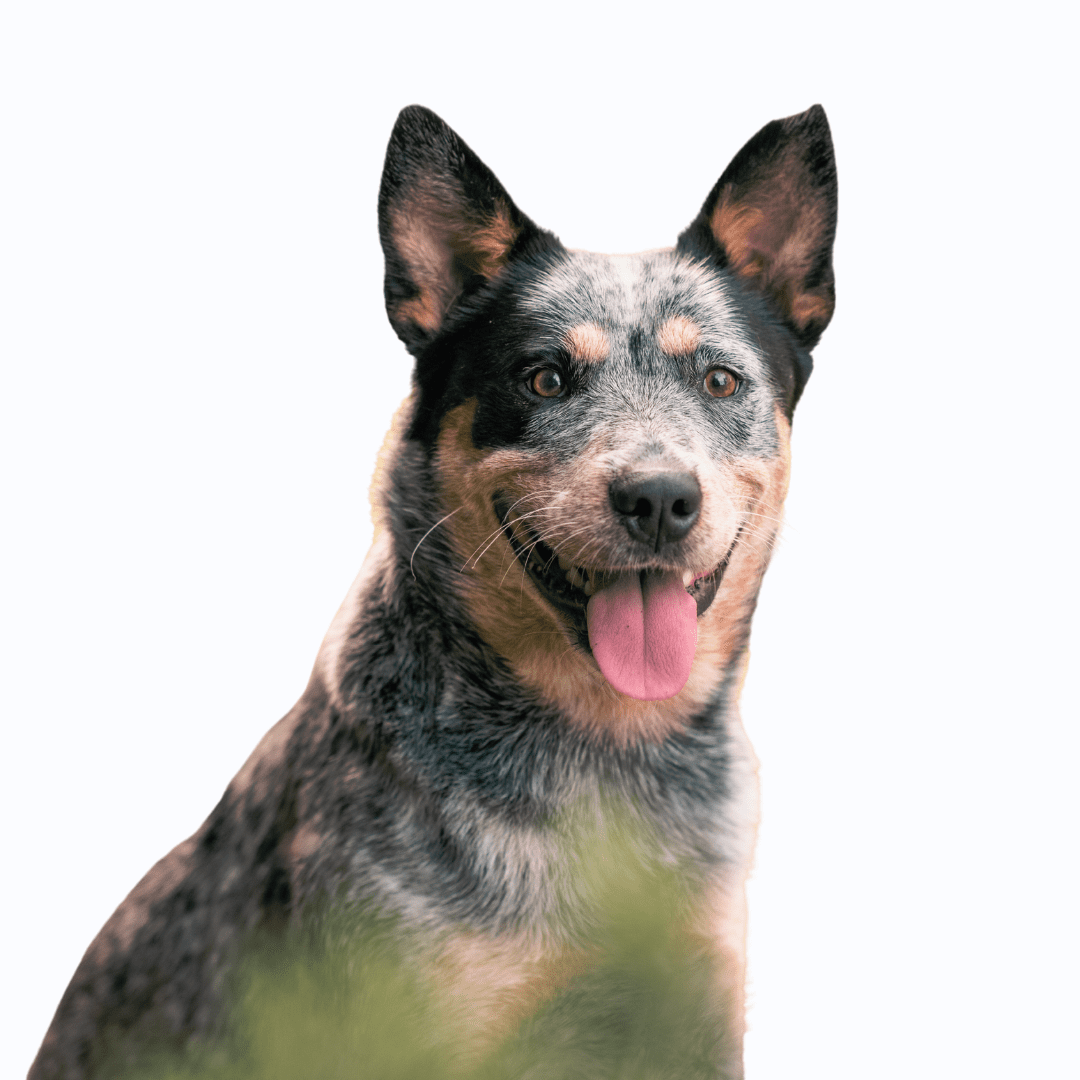 Australian Cattle Dog