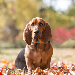 Basset Hound