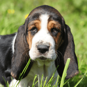 Basset Hound