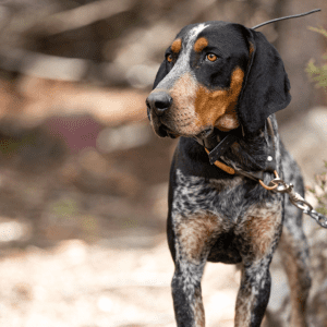 Black and Tan Coonhound