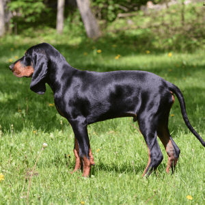 Black and Tan Coonhound