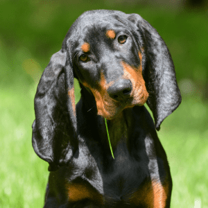 Black and Tan Coonhound