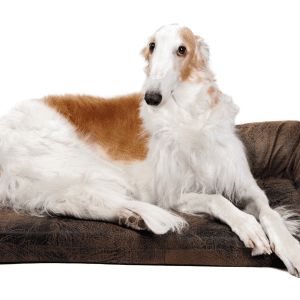 Borzoi