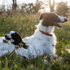 Borzoi Puppy