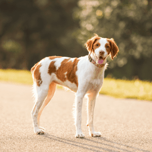 Brittany Dog