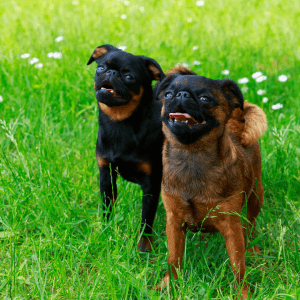 Brussels Griffon
