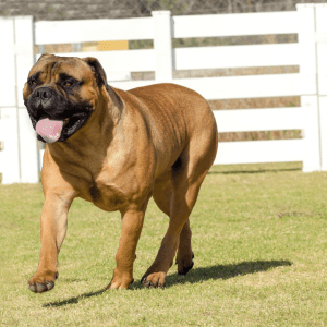Bullmastiff