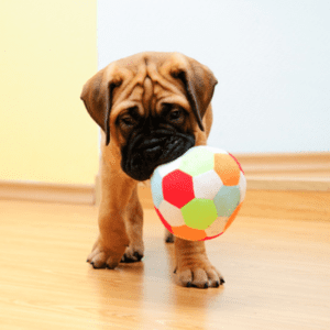 Bullmastiff Puppy